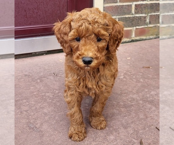 Medium Photo #2 Goldendoodle (Miniature) Puppy For Sale in NARVON, PA, USA