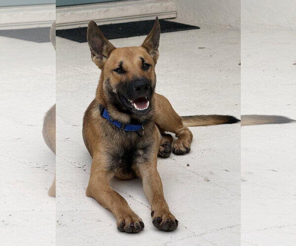 Medium Photo #3 German Shepherd Dog Puppy For Sale in Lighthouse Point, FL, USA