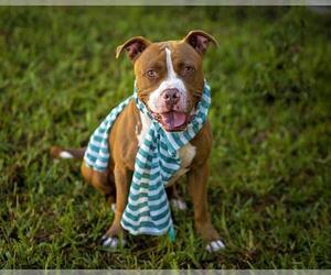 American Pit Bull Terrier Dogs for adoption in St. Cloud, FL, USA