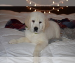 Puppy 1 English Cream Golden Retriever
