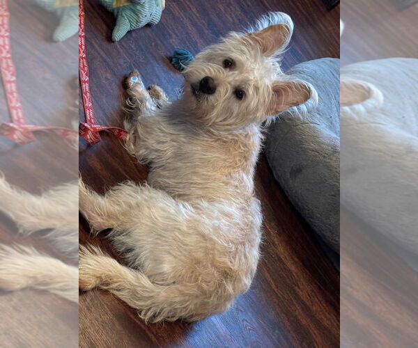 Medium Photo #2 Mutt Puppy For Sale in Canton, CT, USA