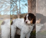 Small Photo #14 Poodle (Standard) Puppy For Sale in KEIZER, OR, USA