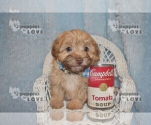 Maltipoo-Poodle (Toy) Mix Puppy for sale in SANGER, TX, USA