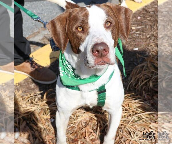 Medium Photo #6 Pointer Puppy For Sale in Washington, DC, USA