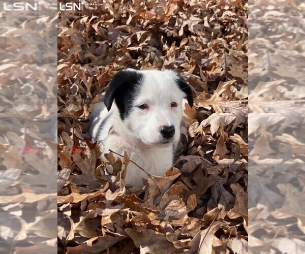 Medium Photo #1 Border Collie Puppy For Sale in CROSSVILLE, TN, USA