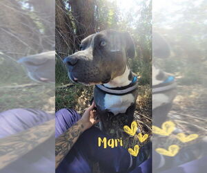 Medium American Pit Bull Terrier Mix