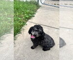 Small Photo #3 Poodle (Miniature)-Unknown Mix Puppy For Sale in Springdale, PA, USA