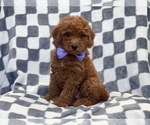 Small #2 Goldendoodle (Miniature)