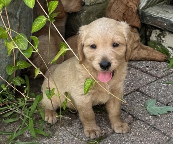Medium Photo #8 Goldendoodle (Miniature) Puppy For Sale in CAMBRIDGE, MN, USA