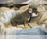 Small Photo #5 French Bulldog Puppy For Sale in WEST PLAINS, MO, USA