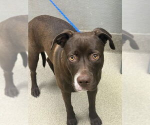 American Pit Bull Terrier-Unknown Mix Dogs for adoption in Las Vegas, NV, USA