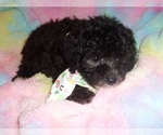 Small #1 Poodle (Toy)