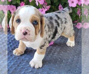 Beabull Puppy for sale in ARTHUR, IL, USA
