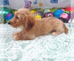 Small #5 Chiweenie-Poodle (Toy) Mix