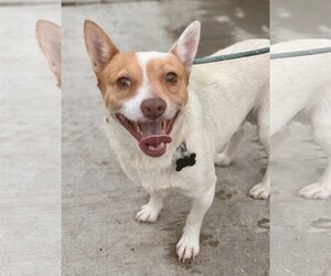 Jack-Rat Terrier Dogs for adoption in Newport Beach, CA, USA