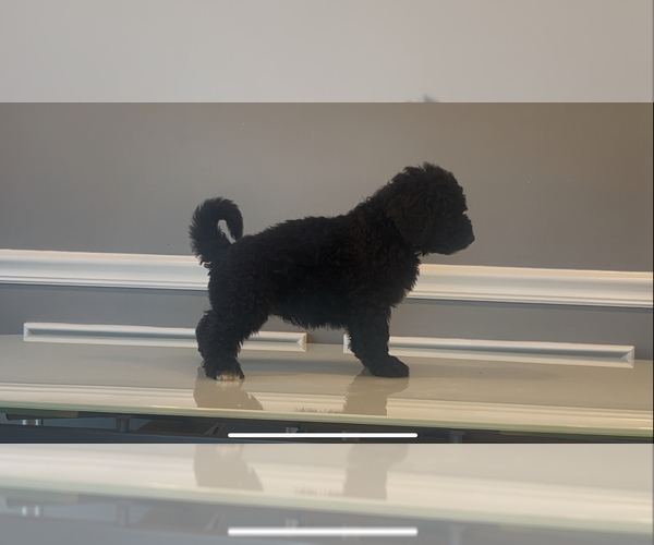Medium Photo #8 Bernedoodle-Labradoodle Mix Puppy For Sale in MILFORD, NJ, USA
