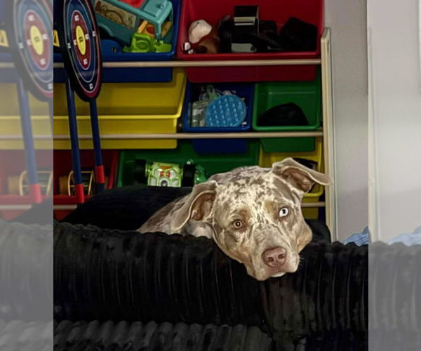 Medium Photo #1 American Pit Bull Terrier-Catahoula Leopard Dog Mix Puppy For Sale in Woodbury, NY, USA