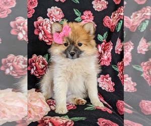 Pomeranian Puppy for sale in CHRISTIANA, PA, USA