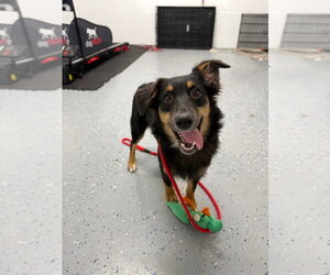 Harper - In foster - Call for appt - Female Australian Shepherd Dog for Adoption - Photo #4
