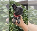 Small Photo #6 French Bulldog Puppy For Sale in METUCHEN, NJ, USA