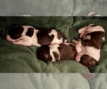 Litter of 3 - Female English Springer SpanielLitter of Puppies for Sale - Small photo