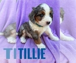 Puppy TILLIE Miniature Bernedoodle