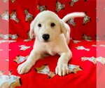 Small #1 Great Pyrenees Mix