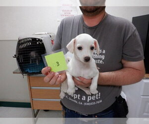 Chihuahua-Unknown Mix Dogs for adoption in Oroville, CA, USA