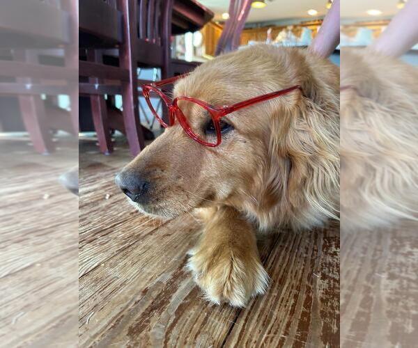 Medium Photo #1 Golden Retriever Puppy For Sale in LIME SPRINGS, IA, USA