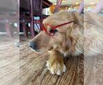 Small Photo #1 Golden Retriever Puppy For Sale in LIME SPRINGS, IA, USA