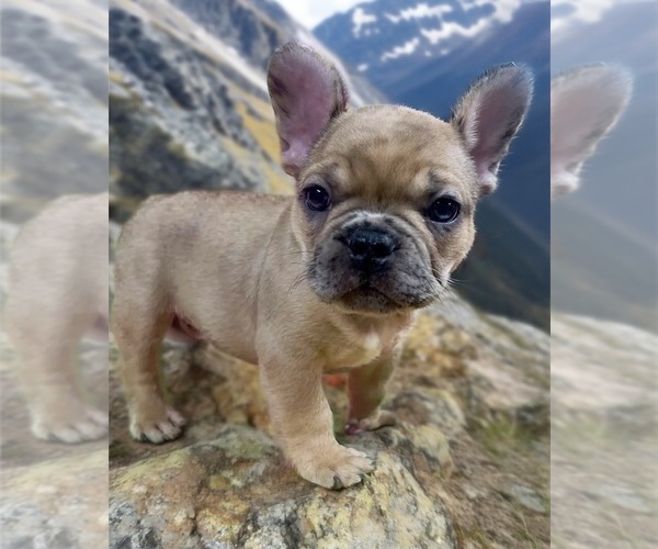 Medium Photo #2 French Bulldog Puppy For Sale in BRIGHTON, CO, USA