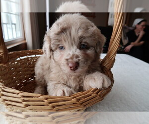F2 Aussiedoodle Puppy for sale in BLOOMINGTON, IN, USA