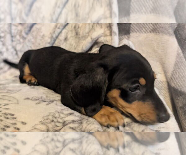 Medium Photo #14 Dachshund Puppy For Sale in REPUBLIC, MO, USA
