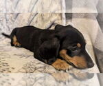 Small #13 Dachshund