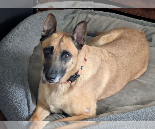 Medium Photo #1 Mutt Puppy For Sale in San Jose, CA, USA