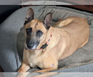 Mutt Dogs for adoption in San Jose, CA, USA