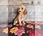 Small #18 Goldendoodle mix (+ Poodle Miniature)