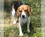 Small #1 Beagle