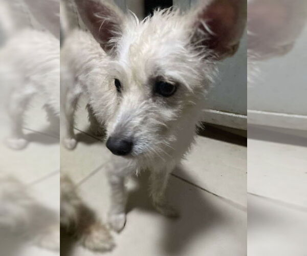 Medium Photo #9 Mutt Puppy For Sale in San Diego, CA, USA