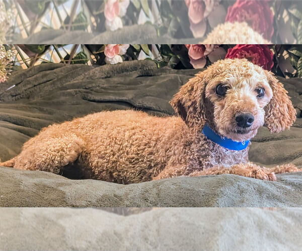 Medium Photo #2 Poodle (Miniature) Puppy For Sale in Bon Carbo, CO, USA