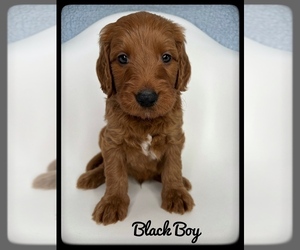 Goldendoodle (Miniature) Puppy for sale in ORANGE PARK, FL, USA
