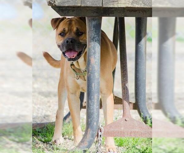 Medium Photo #2 Boxer-Unknown Mix Puppy For Sale in Akron, OH, USA
