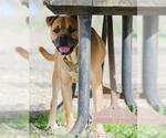 Small #1 Boxer Mix