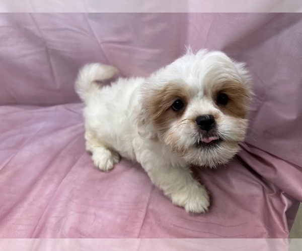 Medium Photo #3 Cavaton Puppy For Sale in HENNIKER, NH, USA