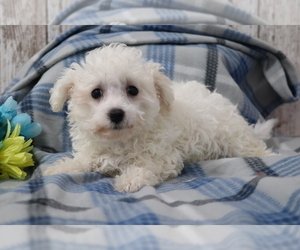Havanese-Poodle (Toy) Mix Puppy for sale in SHILOH, OH, USA