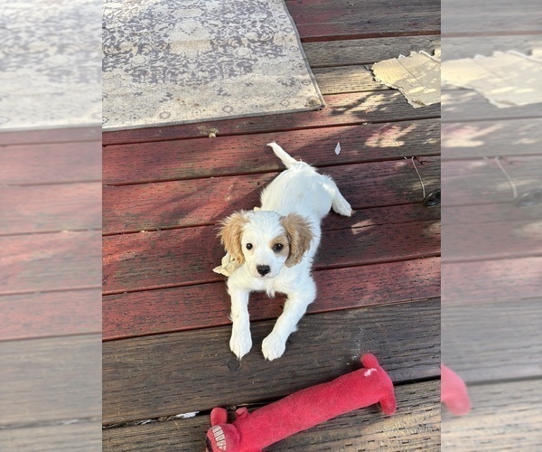 Medium Photo #1 Cavachon Puppy For Sale in OLYMPIA, WA, USA