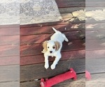 Puppy Buddy Cavachon