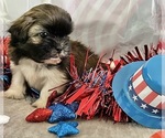 Small #11 Shih Tzu
