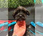 Small #1 Maltese Mix