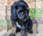 Small #3 Aussiedoodle